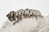 5.6" Fossil Running Rhino (Hyracodon) Partial Skull - Wyoming - #197345-3